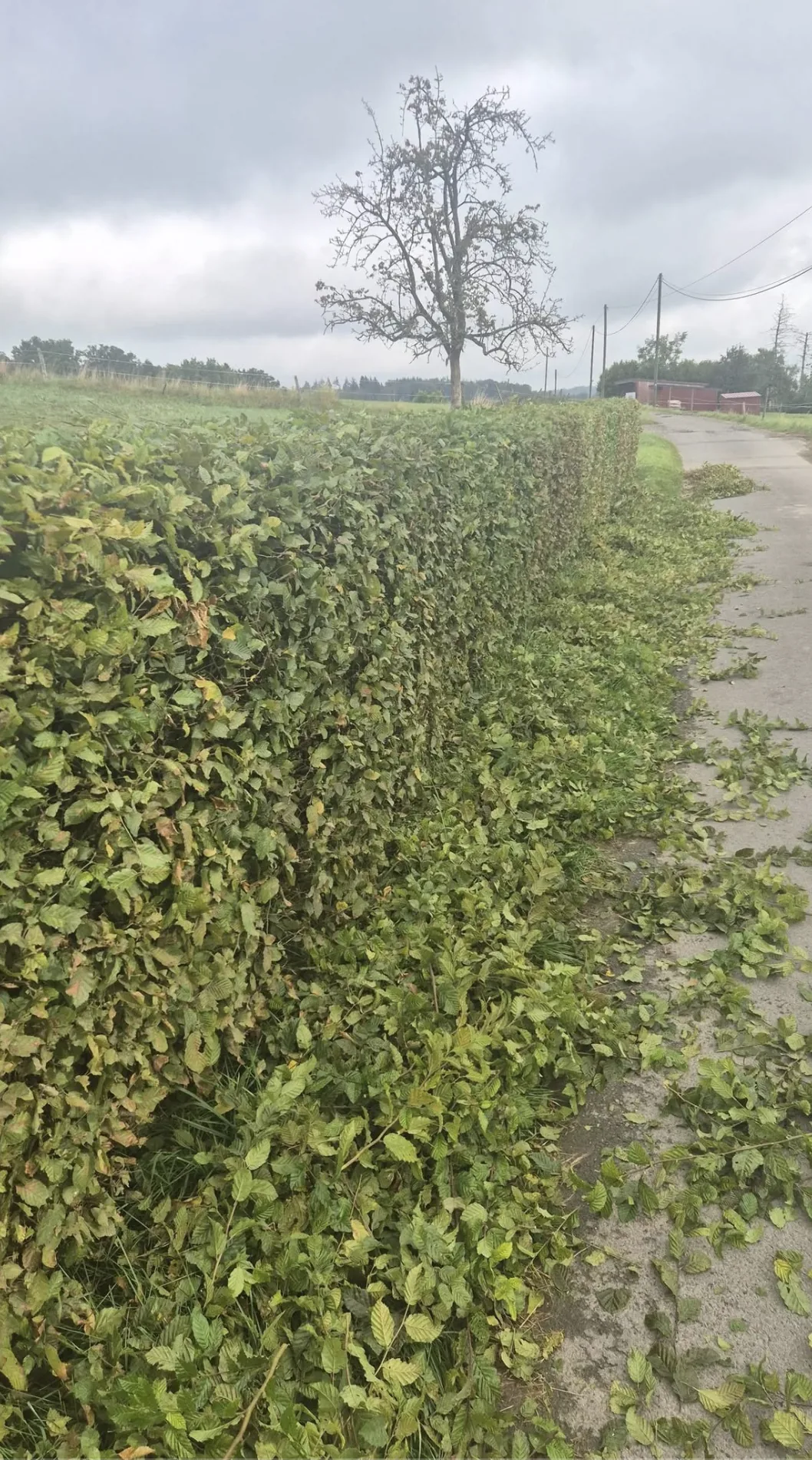 Sauber in Form geschnittene Hecke