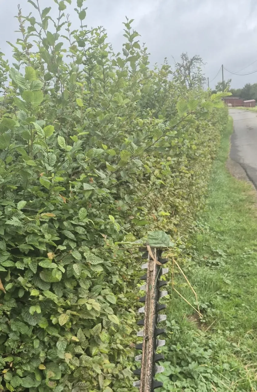 Überwachsene Hecke vor dem Schnitt
