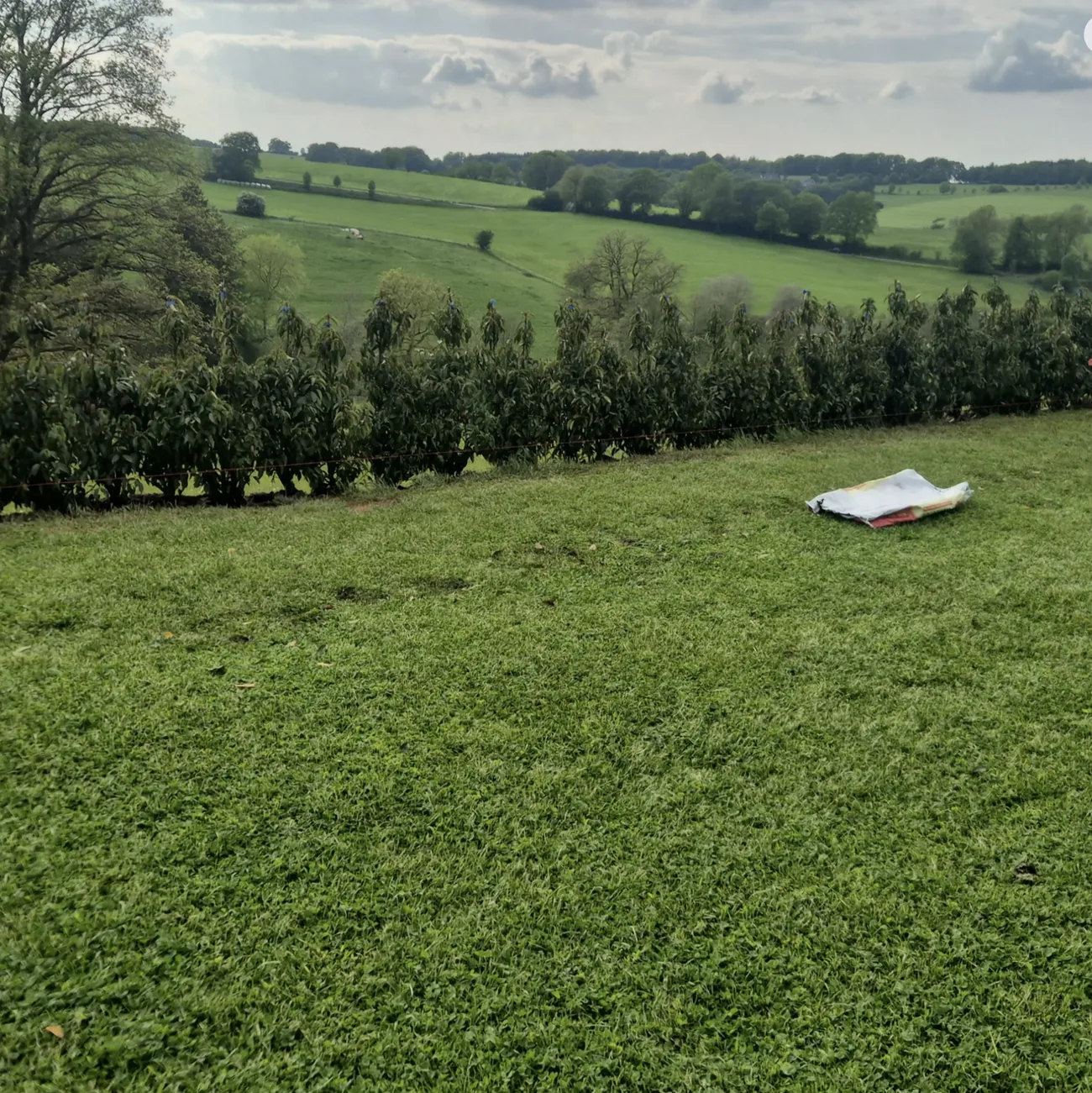 Frisch gepflanzte Hecke entlang der Fläche