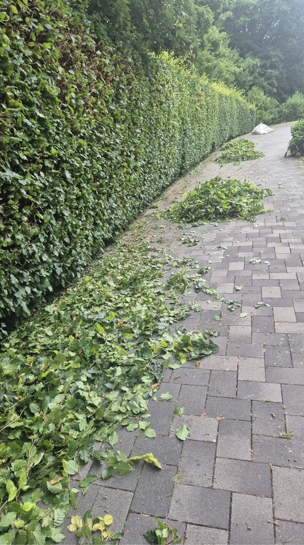 Hecke entlang eines Pflasterwegs